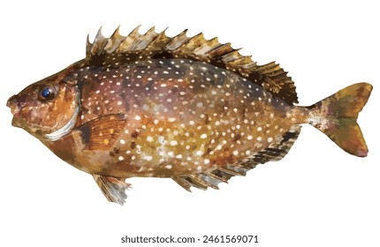 Poisonous saltwater fish, Mottled spinefoot real image white background cut out illustration. 