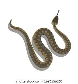 Poisonous snake.Viper.Icon on a white background.Element for the design.Print.Vector