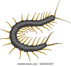 poisonus scolopendra. Dangerous rainforest insect. Vector illustration