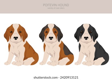 Poitevin Hound puppy clipart. All coat colors set.  All dog breeds characteristics infographic. Vector illustration