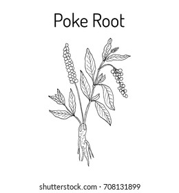 Poke root (Phytolacca americana), or pokeweed, medicinal plant. Hand drawn botanical vector illustration