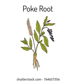 Poke root (Phytolacca americana), or pokeweed, medicinal plant. Hand drawn botanical vector illustration