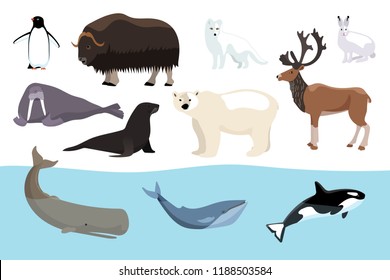 Polar animals of Arctic and Antarctic: penguin, musk ox, arctic fox, rabbit hare, walrus, seal, polar bear, 
reindeer, sperm whale, whale, killer whale. Set of cartoon vector illustrations.