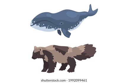 Polar Animals Set, Arctic Raccoon Dog and Killer Whale Cartoon Vector Illustration