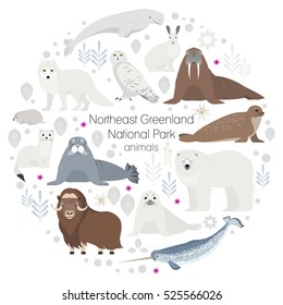 Polar animals. Vector circle animal set. White polar bear, narwhal, whale, musk ox, seal, walrus, arctic fox, ermine, rabbit, arctic hare