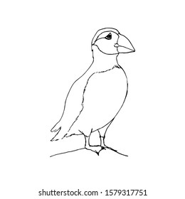 Polar arctic bird - puffin. Black outline on white background. Picture can be used in greeting cards, posters, flyers, banners, logo, further design etc. Vector illustration. EPS10