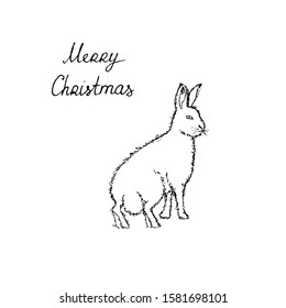 Polar arctic white rabbit. Black outline on white background. Picture can be used in greeting cards, posters, flyers, banners, logo, further design etc. Vector illustration. EPS10