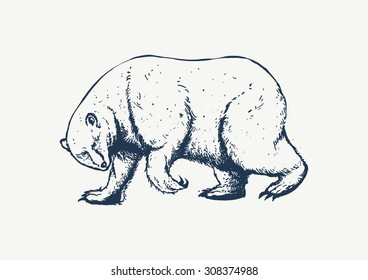 Polar Bear