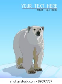 Polar Bear