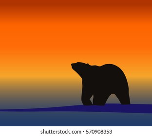 polar bear, background animal beautiful sunset