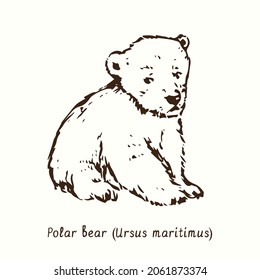 Polar Bear Cub (Ursus Maritimus) Sitting. Ink Doodle Drawing 