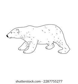 Polar bear drawing, engraving, ink, line art. Vector illustration.