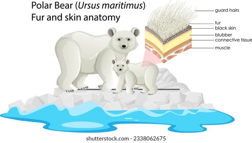 Polar bear fur and skin anatomy illustration