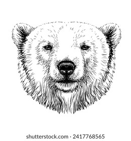 Polar bear. Graphic portrait of a polar bear in sketch style on a white background. Digital vector graphics.