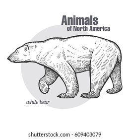 Polar bear hand drawing. Animals of North America series. Vintage engraving style. Vector illustration art. Black and white. Object of nature naturalistic sketch.