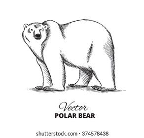 Polar Bear Hand Drawn Illustration. Vector Sketch.