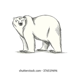 Polar bear hand drawn illustration. Vector sketch.