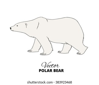 Polar bear hand drawn illustration. Walking or stranding polar bear, side view. Vector sketch.