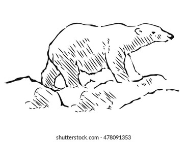 Polar bear hand drawn illustration. Walking polar bear, side view