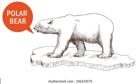 Polar Bear. Hand Drawn Illustrations. Vector Sketch