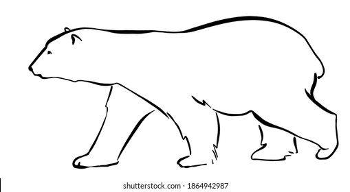 Polar bear Hand drawn line graphics sketch style isolated on white background. Vector illustration