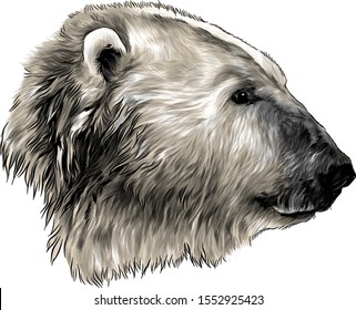 polar bear head in profile, sketch vector graphics color illustration on white background