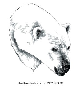 polar bear head sketch vector graphics monochrome black-and-white drawing