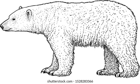 Polar Bear Illustration, Drawing, Engraving, Ink, Line Art, Vector