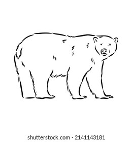 Polar bear illustration, drawing, engraving, ink, line art, vector