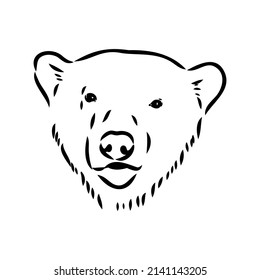 Polar bear illustration, drawing, engraving, ink, line art, vector