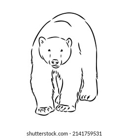 Polar bear illustration, drawing, engraving, ink, line art, vector