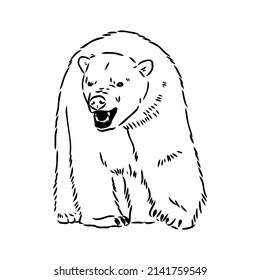 Polar bear illustration, drawing, engraving, ink, line art, vector
