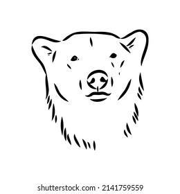 Polar bear illustration, drawing, engraving, ink, line art, vector