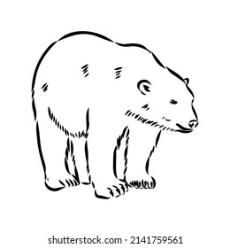 Polar bear illustration, drawing, engraving, ink, line art, vector