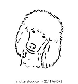 Polar bear illustration, drawing, engraving, ink, line art, vector