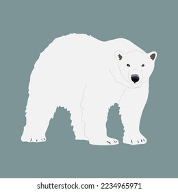 Polar bear illustration flat style. bear cartoon isolated. Walking or standing polar bear, side view. Flat style