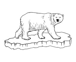 Polar Bear. Illustration Of A Polar Bear Standing On An Ice Floe, Side View.