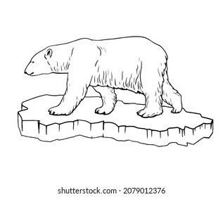 Polar bear. Illustration of a polar bear standing on an ice floe, side view.