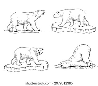 Oso polar. Ilustración de un oso polar de pie sobre un piso de hielo, vista lateral.