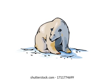 Polar Bear isolated on white background. Vector illustration