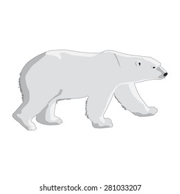 polar bear isolated on a white background