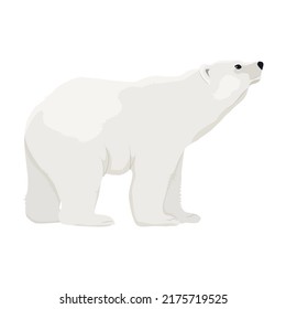 The polar bear looks up. Realistic vector animal of the Arctic