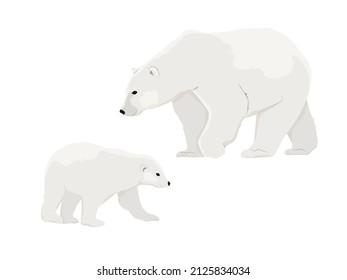 Polar bear mother Ursus maritimus and her cub. Wild animals of the North Pole. Realistic vector animal