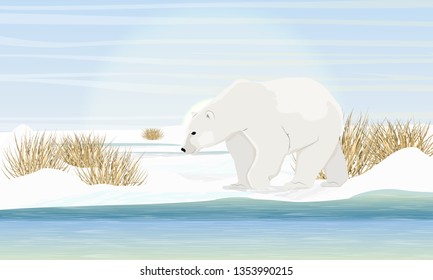 Polar bear on the shore by the sea. Dry grass, snow. Animals of the Arctic Circle. Realistic Vector Landscape