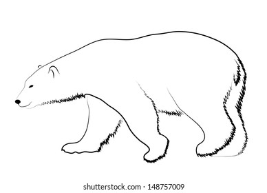 Polar bear on a white background