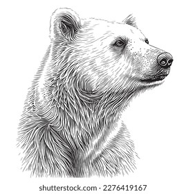 Polar bear portrait hand drawn sketch illustration wild animals