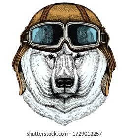 Polar bear portrait. Head of wild animal. Vintage aviator helmet with googles.