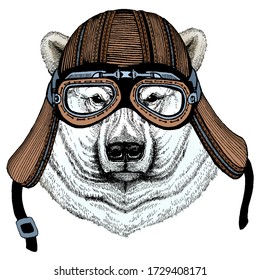 Polar bear portrait. Head of wild animal. Motorcycle helmet.