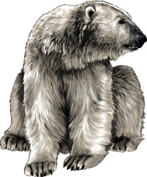 Polar Bear Sitting Full Length And Looking Away, Sketch Vector Graphics Color Illustration On White Background