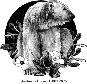 polar bear sitting full length and looking away on the background of a round composition of Magnolia flowers, sketch vector graphics monochrome illustration on a white background